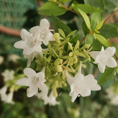 Abelia chinensis