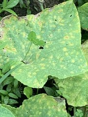 Pseudocercospora griseola