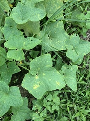 Pseudocercospora griseola