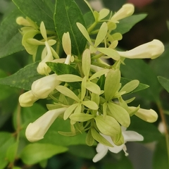Abelia chinensis