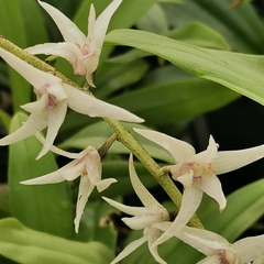 Eria javanica