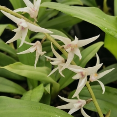 Eria javanica