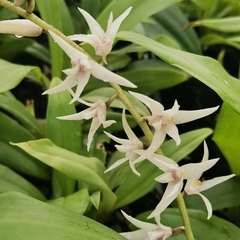 Eria javanica