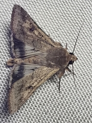 Helicoverpa armigera