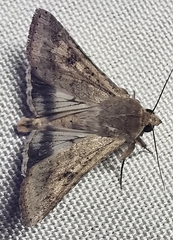 Helicoverpa armigera