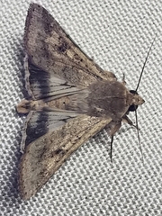 Helicoverpa armigera