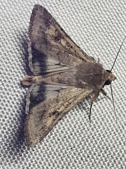 Helicoverpa armigera