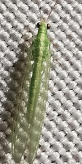 Chrysoperla carnea