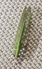 Chrysoperla carnea