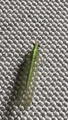Chrysoperla carnea