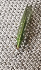 Chrysoperla carnea