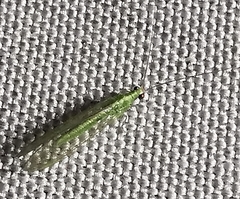 Chrysoperla carnea