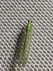 Chrysoperla carnea
