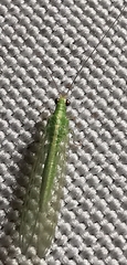 Chrysoperla carnea