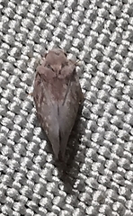 Metcalfa