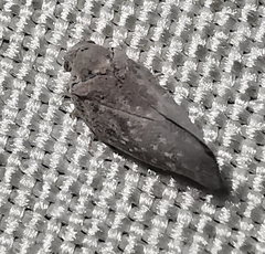 Metcalfa