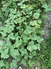 Pseudocercospora griseola
