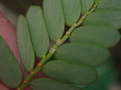 Phyllanthus urinaria hookeri