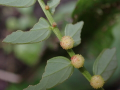Phyllanthus urinaria hookeri