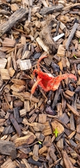 Clathrus archeri