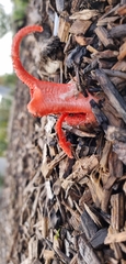 Clathrus archeri