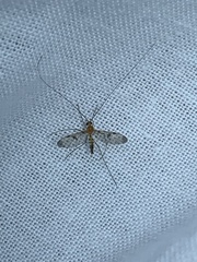 Macrocera phalerata