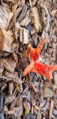 Clathrus archeri