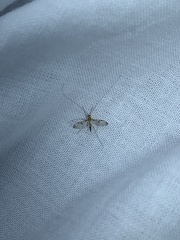 Macrocera phalerata