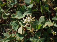 Trifolium repens