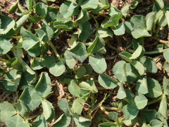 Trifolium repens