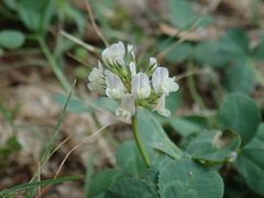 Trifolium repens
