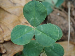 Trifolium repens