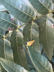 Pyrausta pseudonythesalis