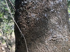 Strychnos psilosperma