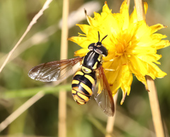 Chrysotoxum intermedium