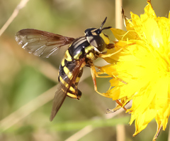 Chrysotoxum intermedium