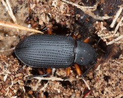 Haplandrus fulvipes