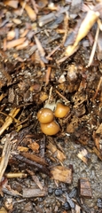 Psilocybe