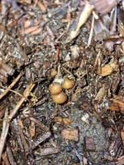 Psilocybe