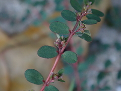 Euphorbia prostrata