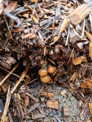 Psilocybe