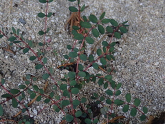 Euphorbia prostrata