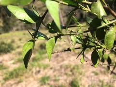 Strychnos psilosperma