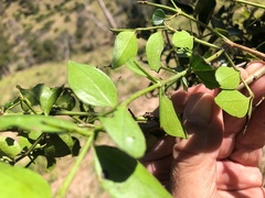 Strychnos psilosperma