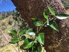Strychnos psilosperma
