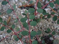 Euphorbia prostrata