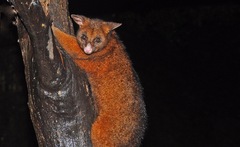 Trichosurus johnstonii