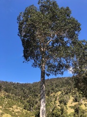 Flindersia australis