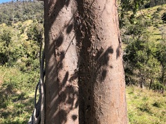 Flindersia australis