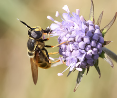 Callicera